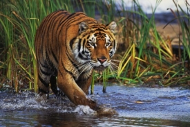 Celosvětová populace tygrů za sto let klesla ze sta tisíc na 5000.