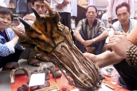 Části tygřích těl jsou oblíbenou součástí čínské medicíny.